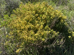 Acacia littorea