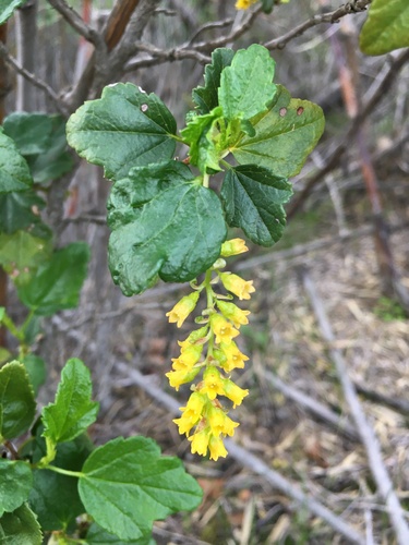 Ribes punctatum, photograph 6