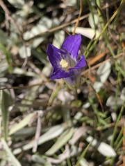 Gentianopsis holopetala