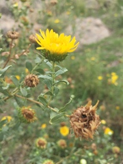 Grindelia oxylepis