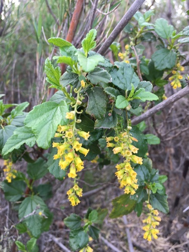 Ribes punctatum, photograph 5