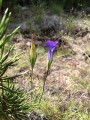 Gentianopsis holopetala