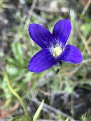 Gentianopsis holopetala