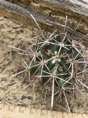 Sclerocactus cloverae