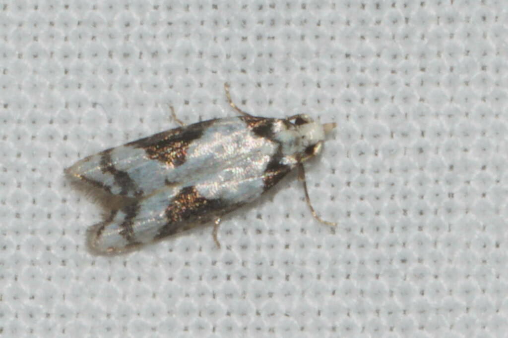 Carposina inscripta