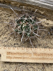 Sclerocactus cloverae