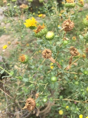 Grindelia oxylepis
