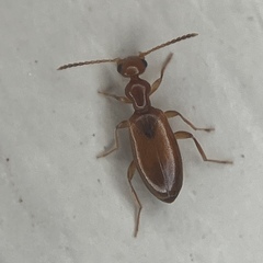 Ischyropalpus subtilissimus