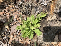 Polemonium pulcherrimum delicatum