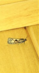 Cryptaspasma sordida