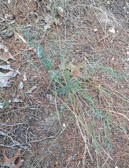 Thamnosma texana