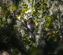 Ochthoeca rufipectoralis