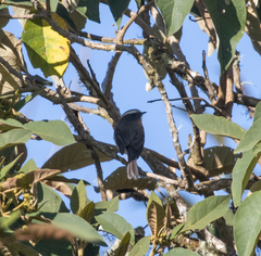 Ochthoeca rufipectoralis