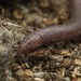 Central Iberian Worm Lizard - Photo (c) Jorge Abad, some rights reserved (CC BY-NC), uploaded by Jorge Abad
