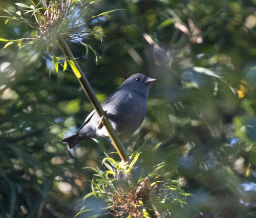 Slaty Finch (Haplospiza rustica), photo 8