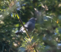 Spodiornis rusticus