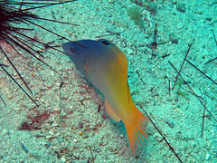 Halichoeres prosopeion