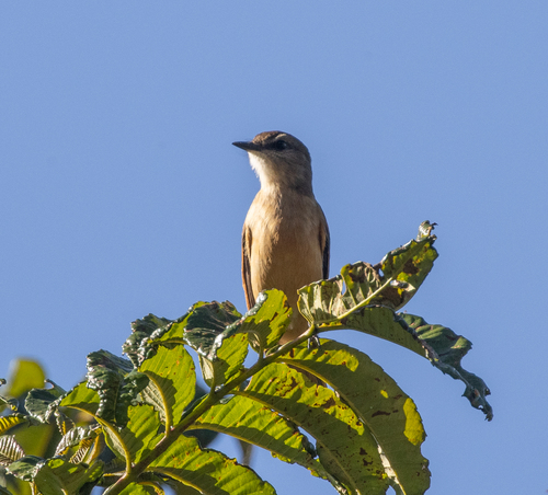 Rufous-bellied Bush Tyrant (Myiotheretes fuscorufus), photo 3