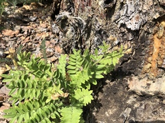 Polemonium pulcherrimum delicatum