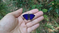 Mahathala ameria