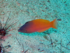 Halichoeres prosopeion