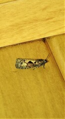 Cryptaspasma sordida