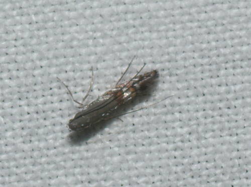 Philodoria basalis