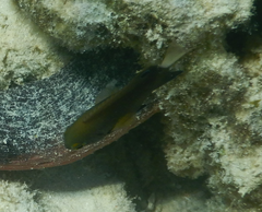 Pomacentrus bankanensis