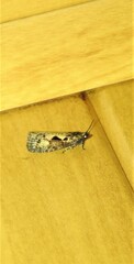 Cryptaspasma sordida