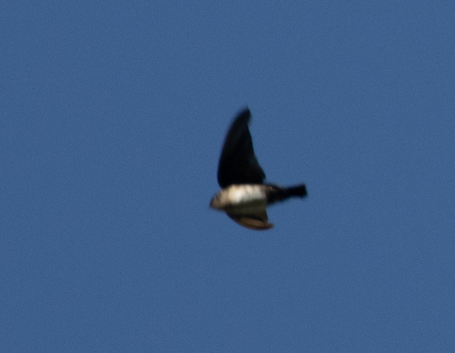 Pale-footed Swallow (Orochelidon flavipes), photo 3