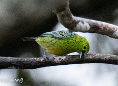 Ixothraupis xanthogastra