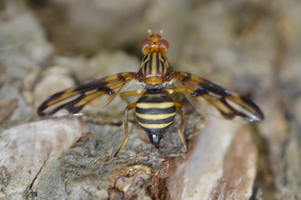 Idana marginata