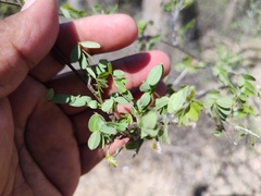 Diphysa occidentalis