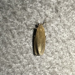 Virbia medarda