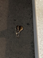 Papilio troilus