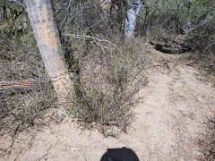 Diphysa occidentalis