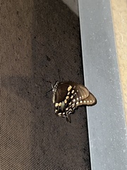 Papilio troilus