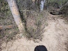 Diphysa occidentalis