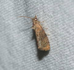 Cryptophlebia illepida