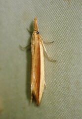 Donacaula albicostellus
