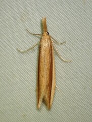 Donacaula albicostellus