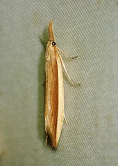 Donacaula albicostellus