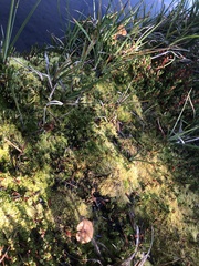 Phaeonematoloma myosotis