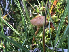 Phaeonematoloma myosotis