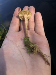 Phaeonematoloma myosotis