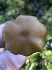 Phaeonematoloma myosotis