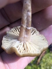 Phaeonematoloma myosotis