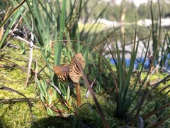 Phaeonematoloma myosotis