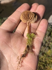 Phaeonematoloma myosotis