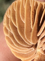 Phaeonematoloma myosotis